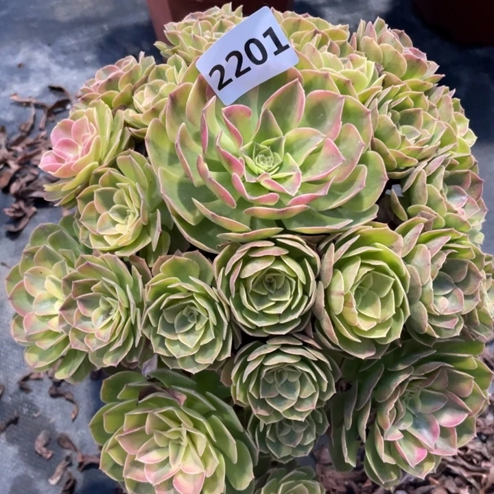 雨荷2201号多肉植物