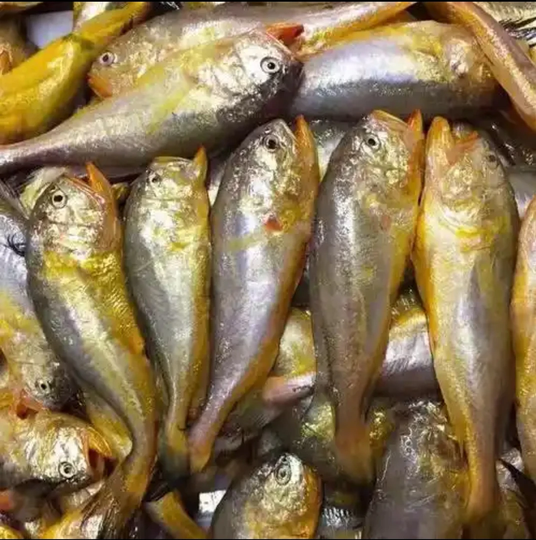 大连海捕大头宝鱼梅童鱼冷冻顺丰包邮（体积小有破皮介意勿拍）