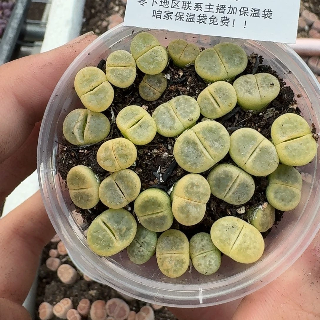 2520 哈哈哈哈哈哈哈哈