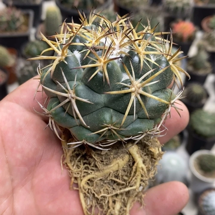 实生天丝象牙特价