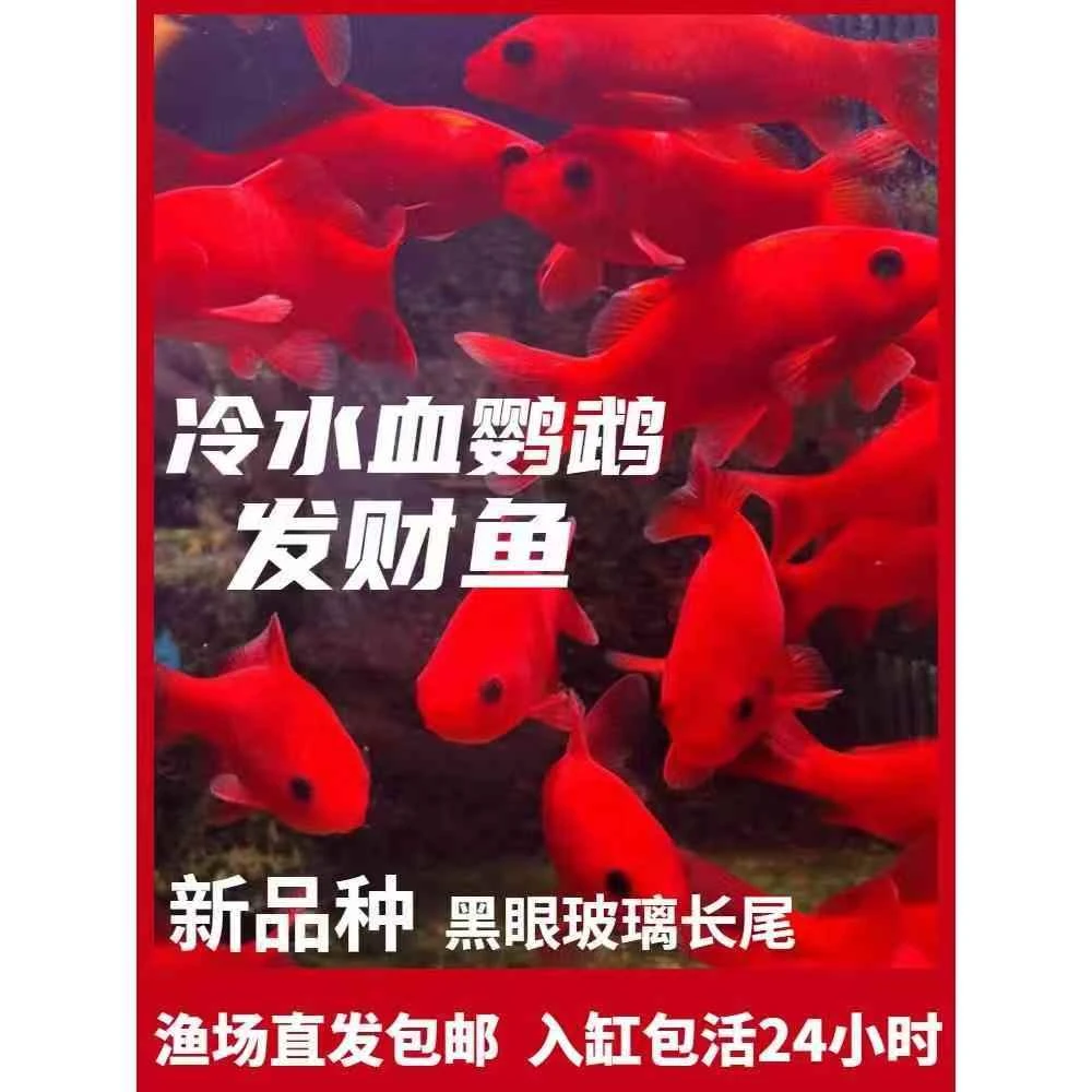 冷水鹦鹉鱼观赏鱼好养耐活淡水招财黑眼纯种红鱼