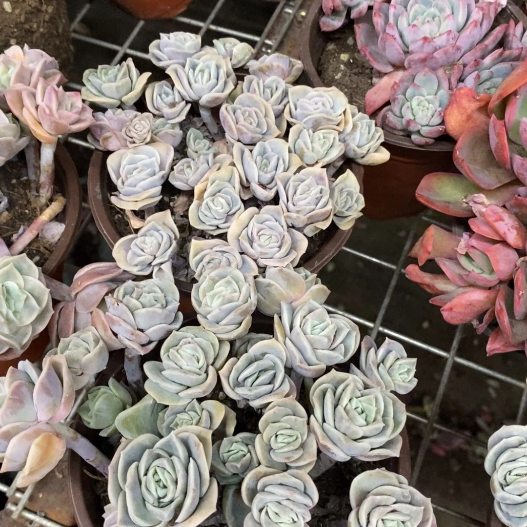 可爱玫瑰散装带盆土十头起发两盆