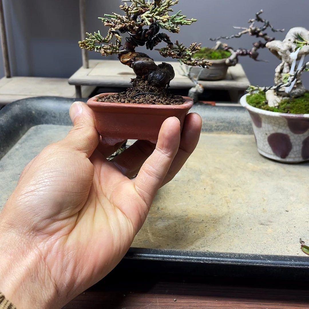 朦***胧无花朵柏树花开富贵吉祥