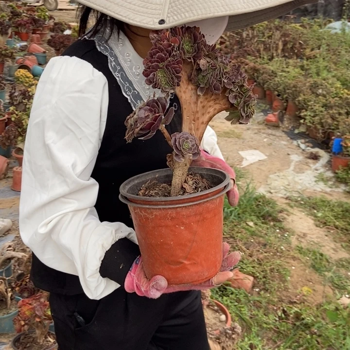 爱***灰B013欧紫缀化老桩老桩