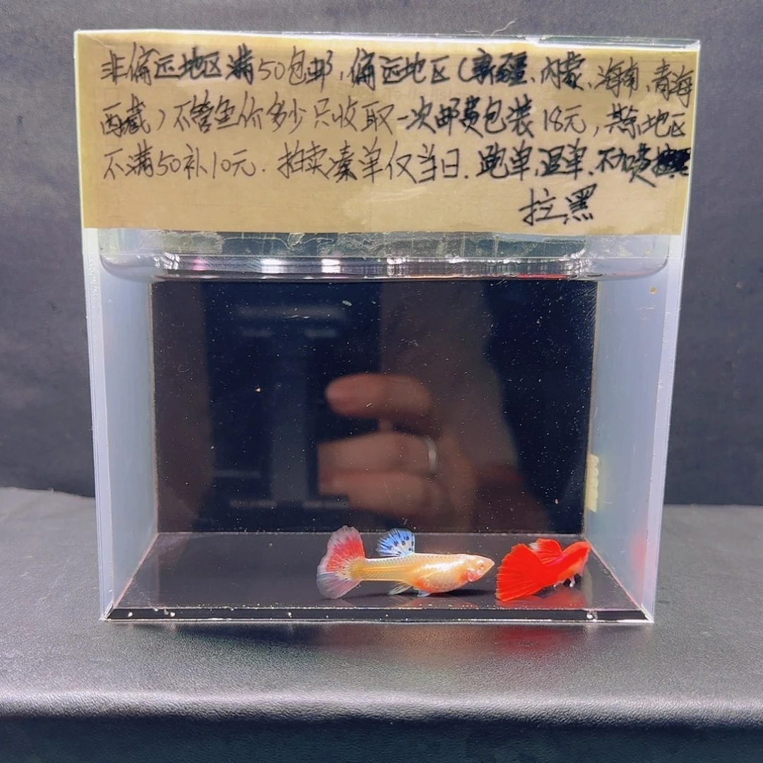 孔雀鱼霓虹大耳一对