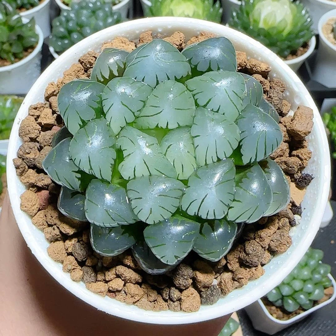 万象盆冰灯原盆原土