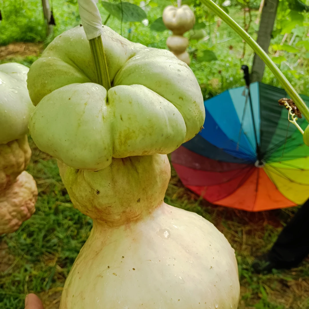直播间莲花头葫芦