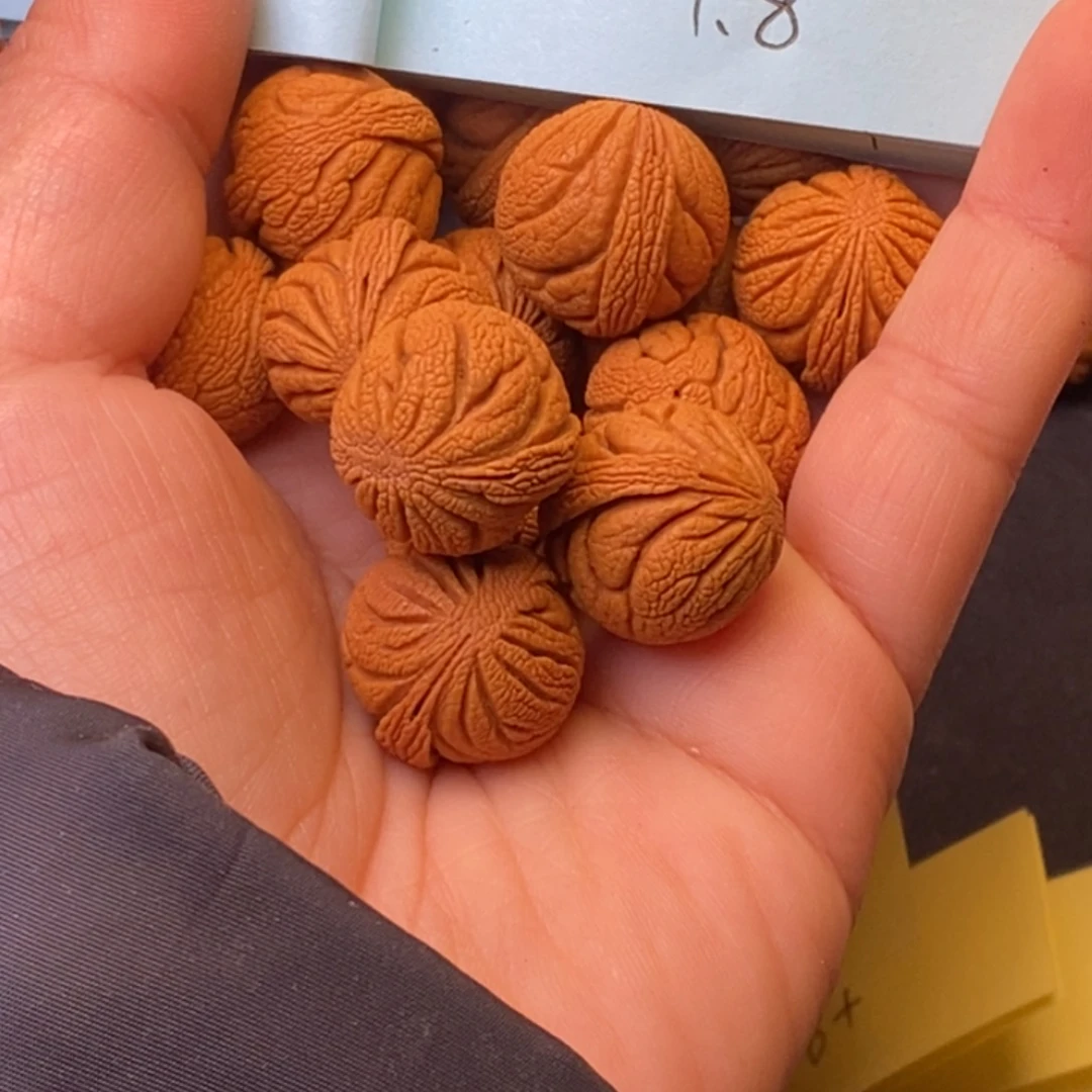 秦岭龙纹桃核14颗