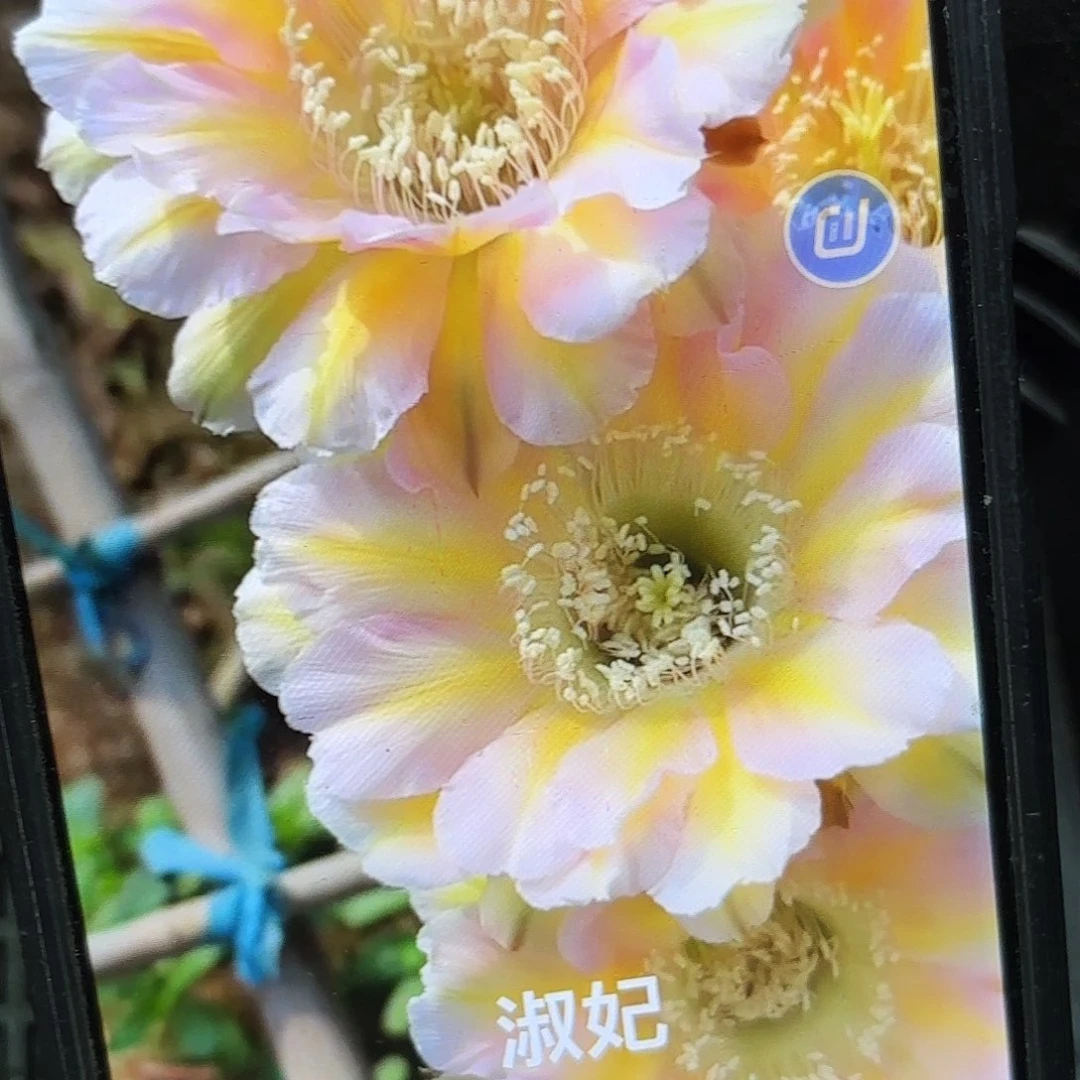 淑妃彩颗侧牙20包邮38