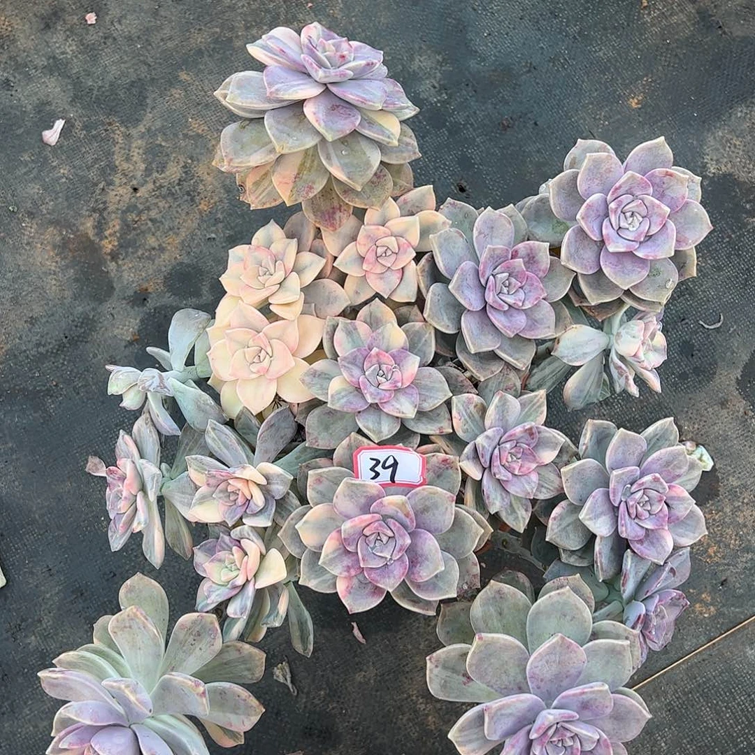 紫乐锦大群，1⃣️物一拍