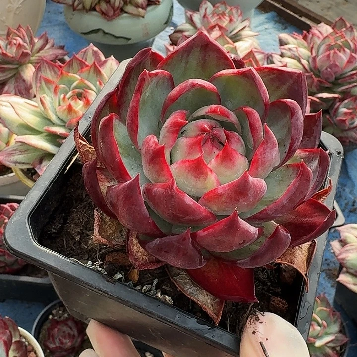 惊鸿仙子量拍内购宽 8 公分