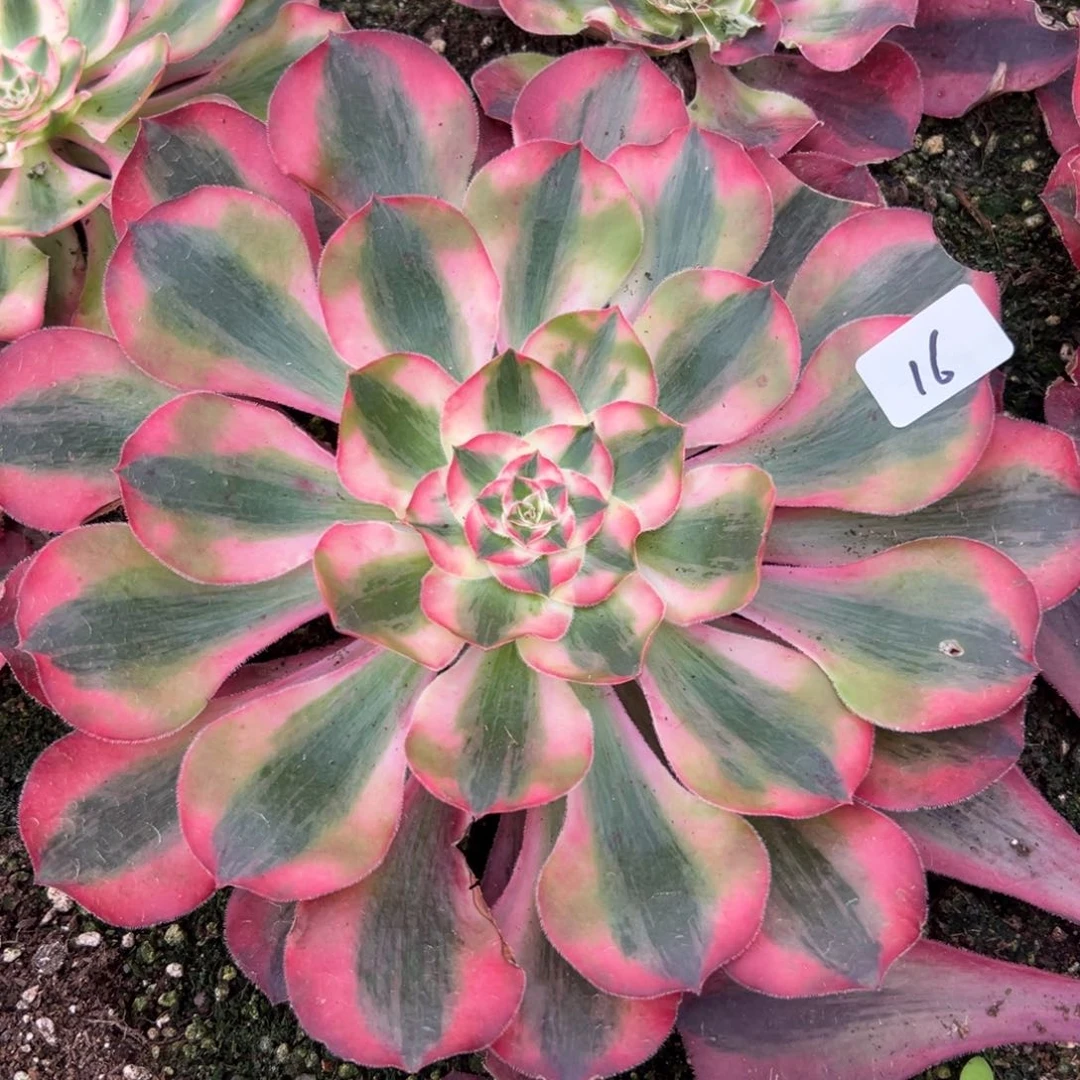 16爱丽丝多肉植物系