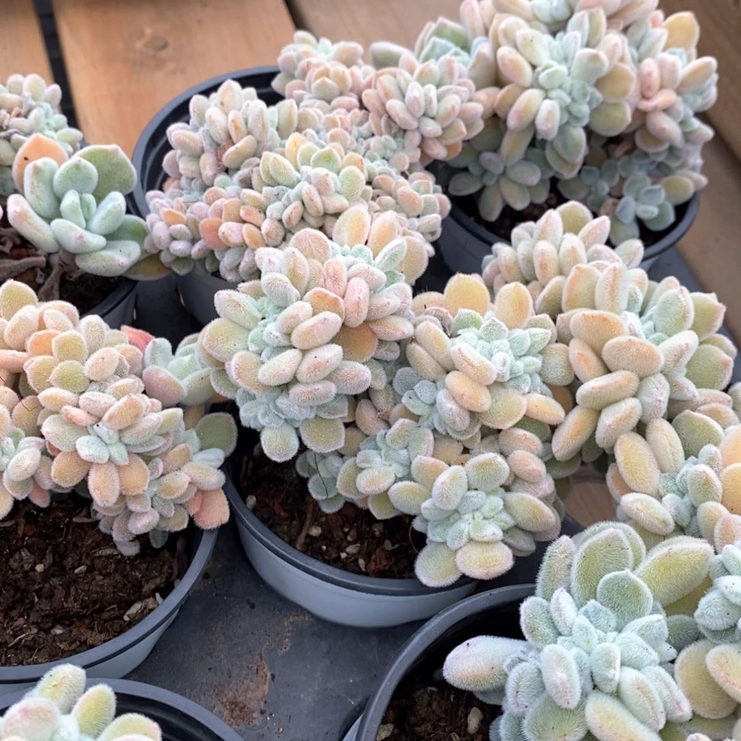 155雪晃星缀化 福利多多