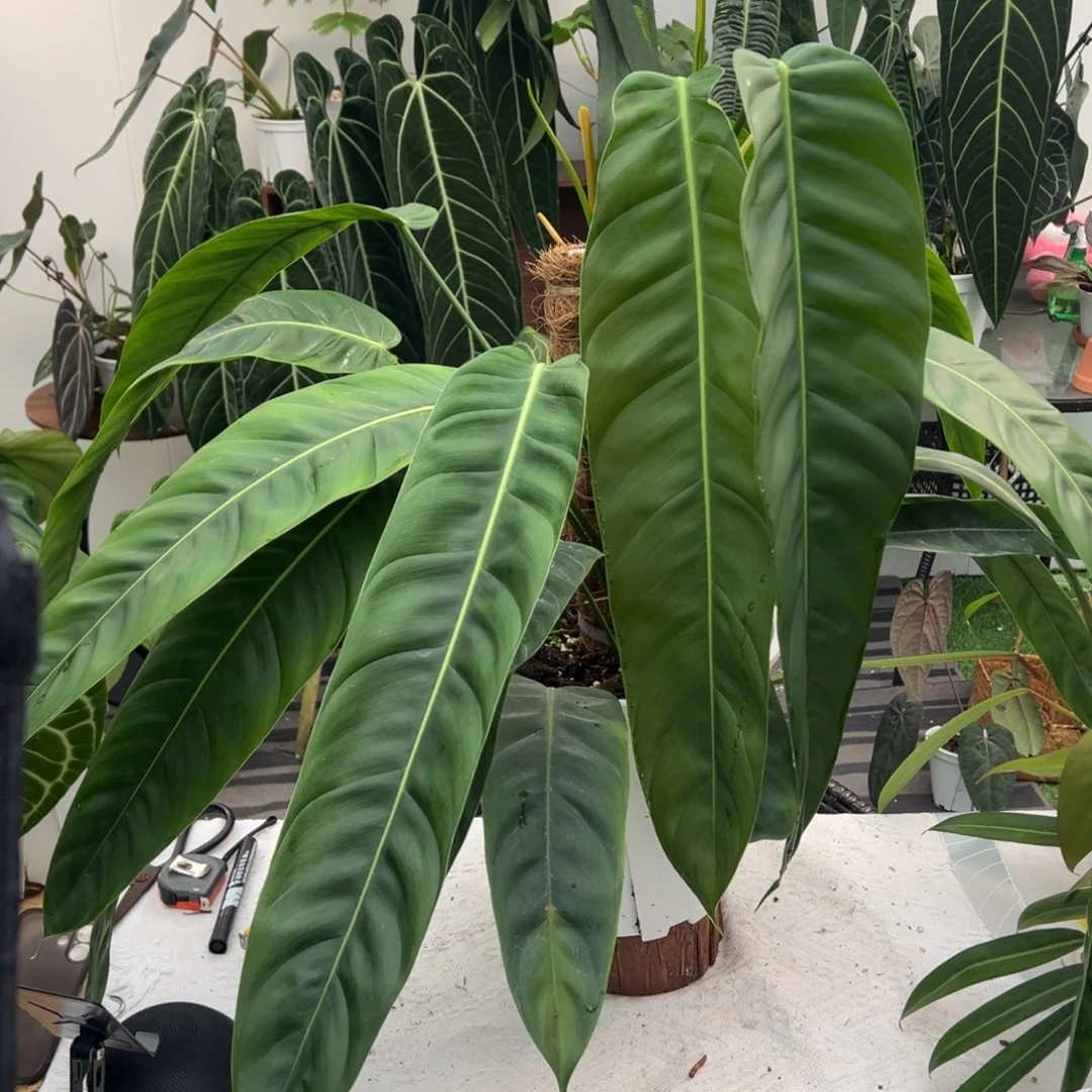 完全开放双头原种Pp