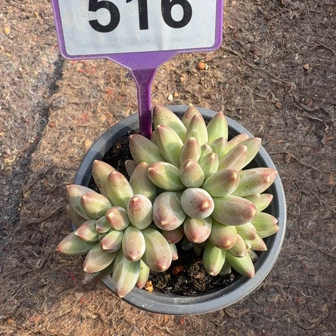 伊卡鲁斯多肉植物516