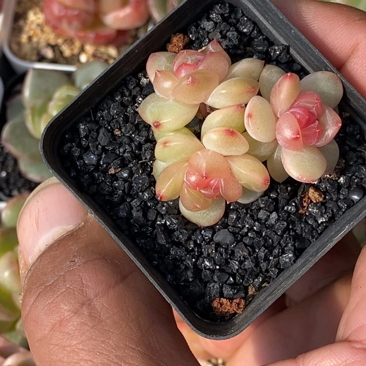 天官赐福百无禁忌