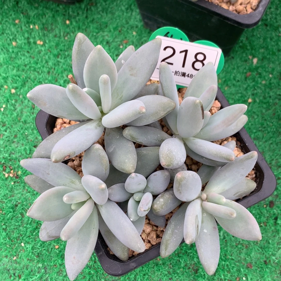 企鹅无砍一物一拍218