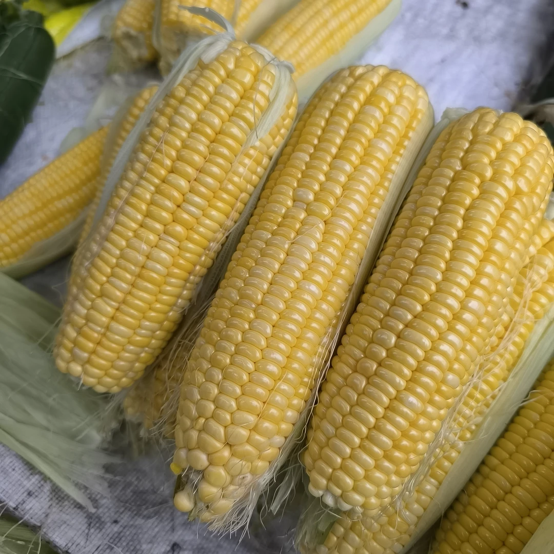 云南甜脆黄玉米  集市现收 应季蔬菜