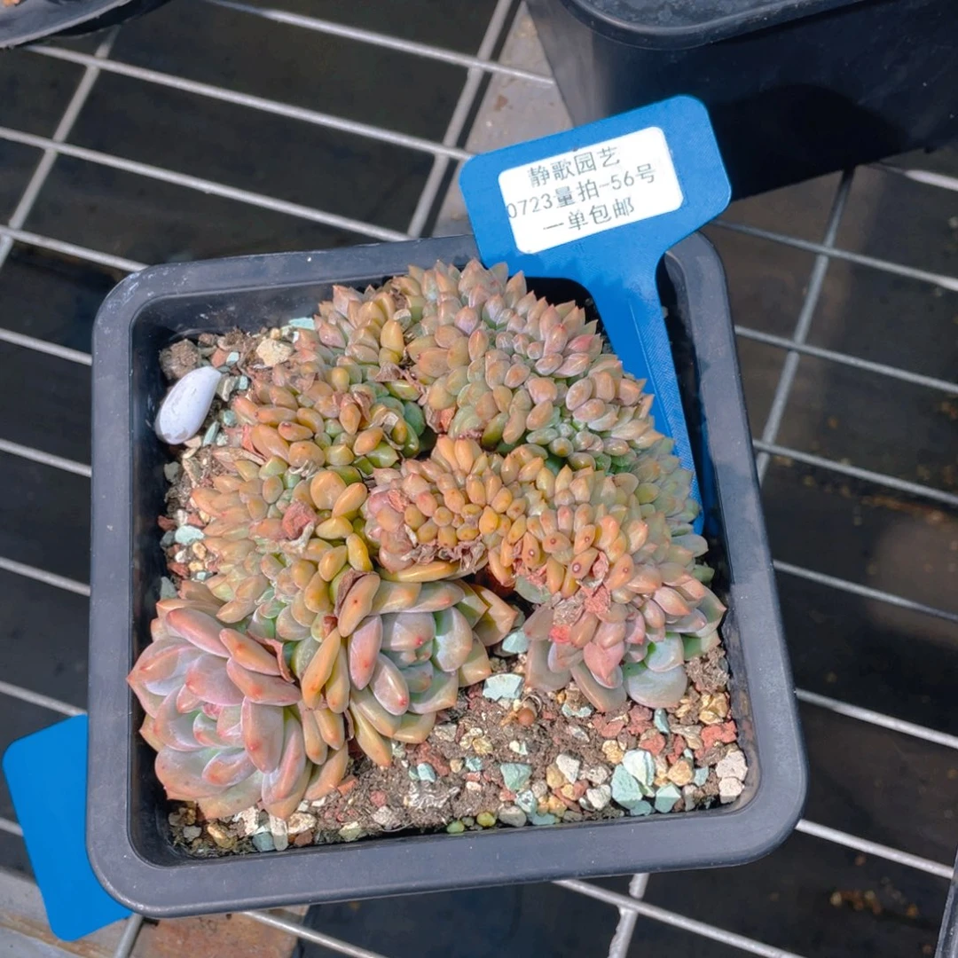 0723-56-凌雪缀化福利一颗