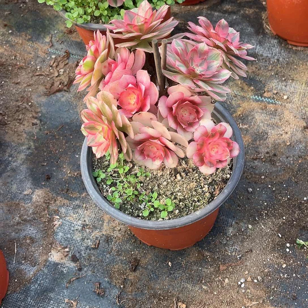 倾城小丛林多肉植物