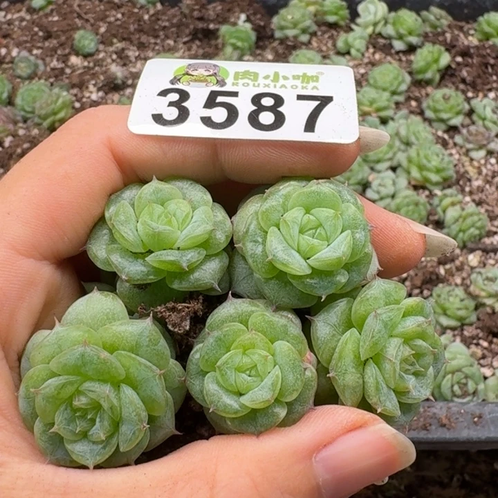 多肉植物多肉植物