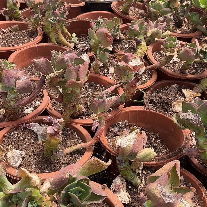 柠檬卷2颗9.99多肉植物