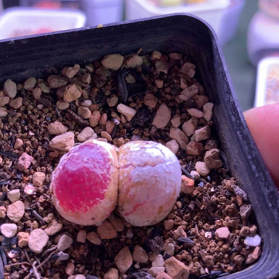 阿320双头灯泡母本