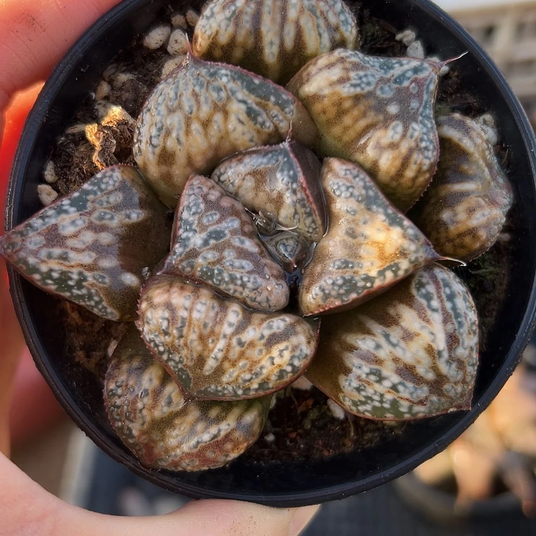 花魁父母哦中央音乐学院