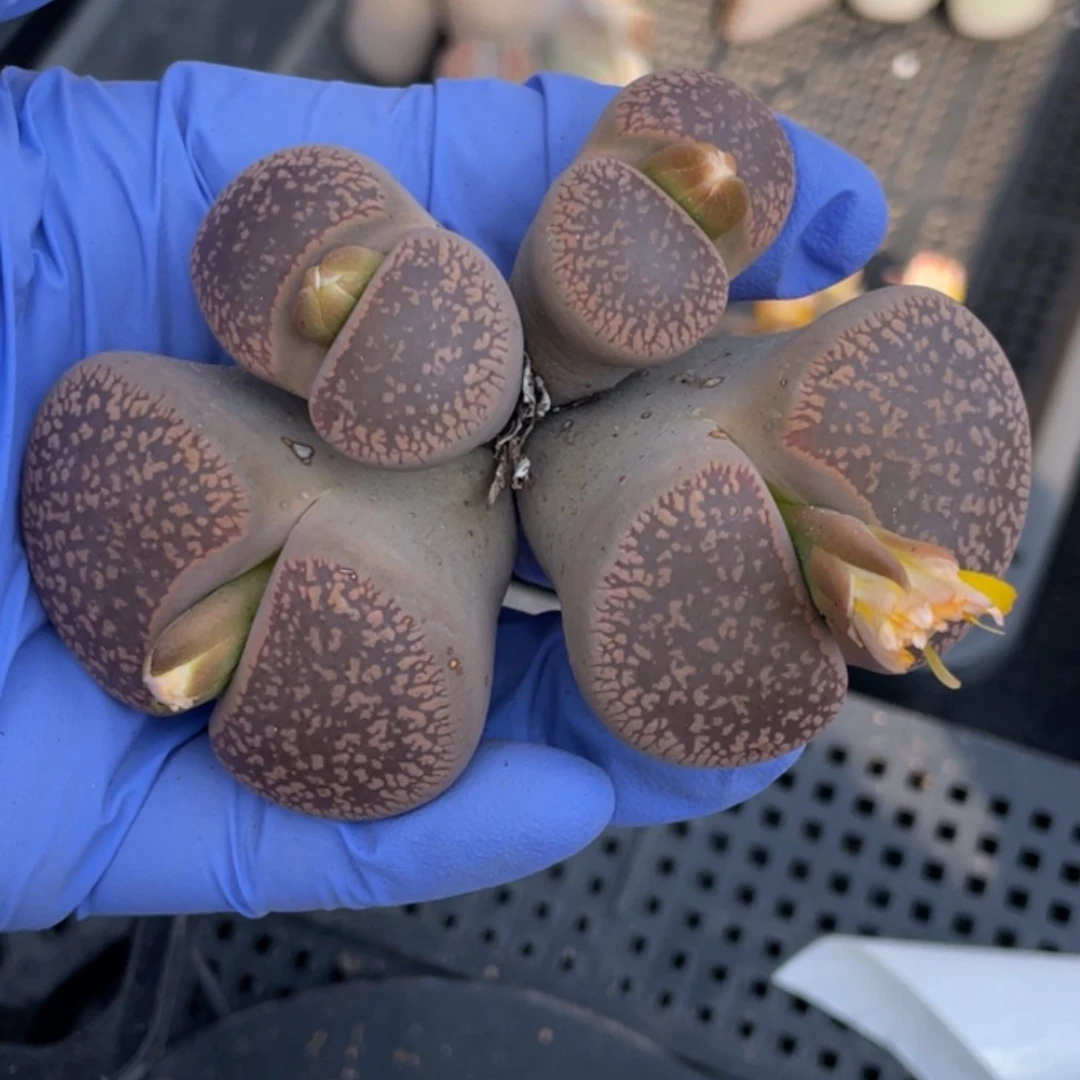 满20包邮除了偏远地区214