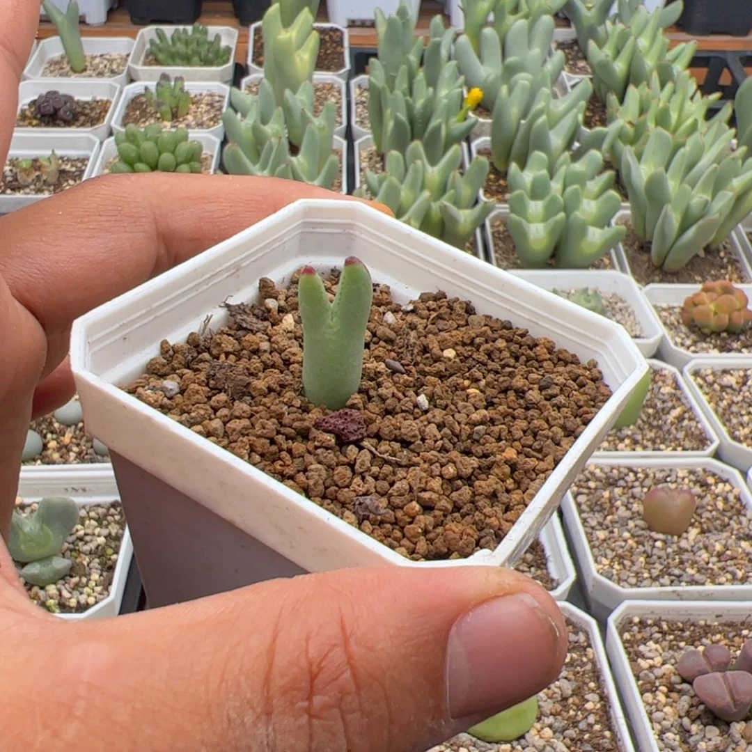 *****10.14福利多肉植物63