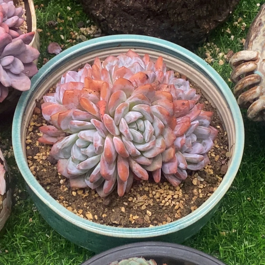 橙梦露老桩群一物一拍