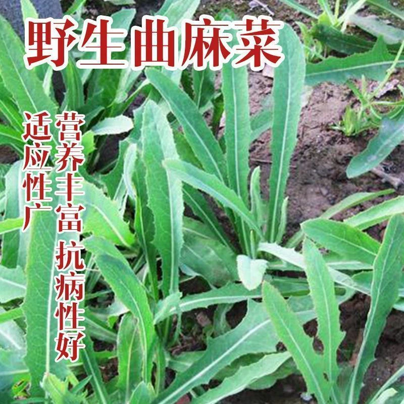 曲麻菜种子野生苦菜种籽苦麻菜种孑野菜四季秋冬青菜蔬菜曲曲菜
