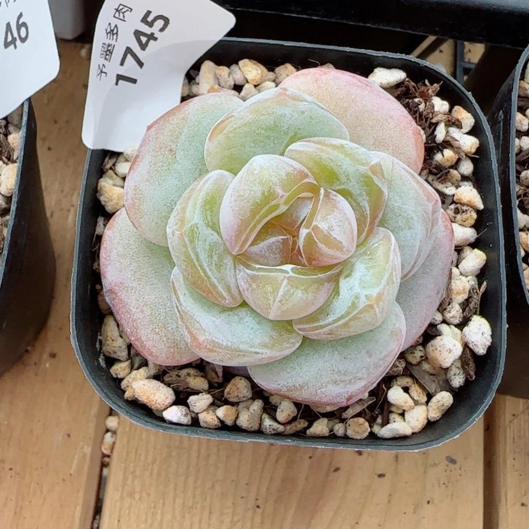 磕***赞紫粉珍妮，1745多肉植物