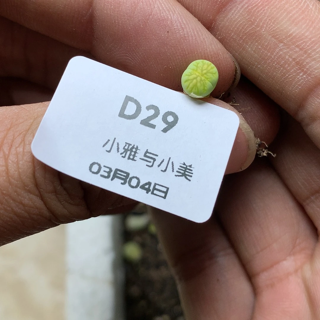 D29多肉植物保护