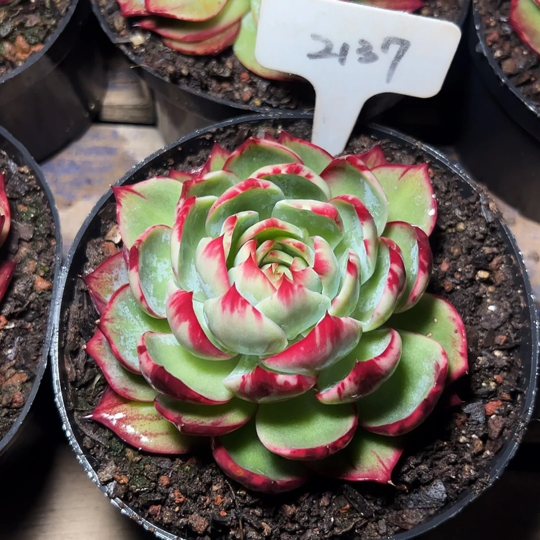 惊鸿仙子一物一拍2137号