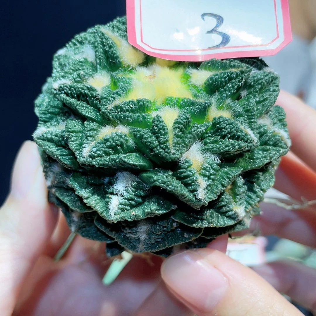 3号7cm自根辛顿牡丹萝卜根