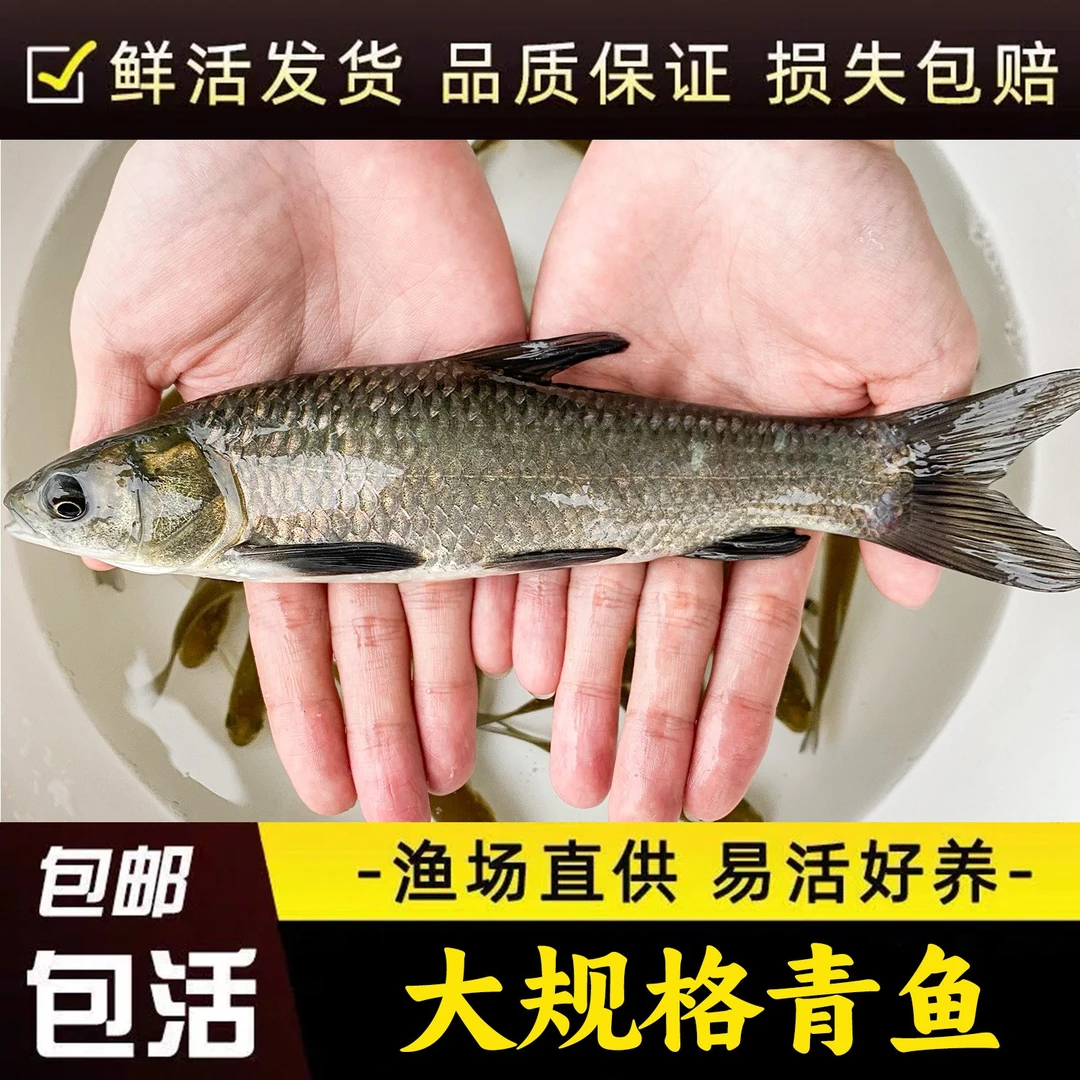 特大青鱼淡水养殖食用活鱼灰草黑皖螺蛳青鱼一斤冷水观赏青鱼