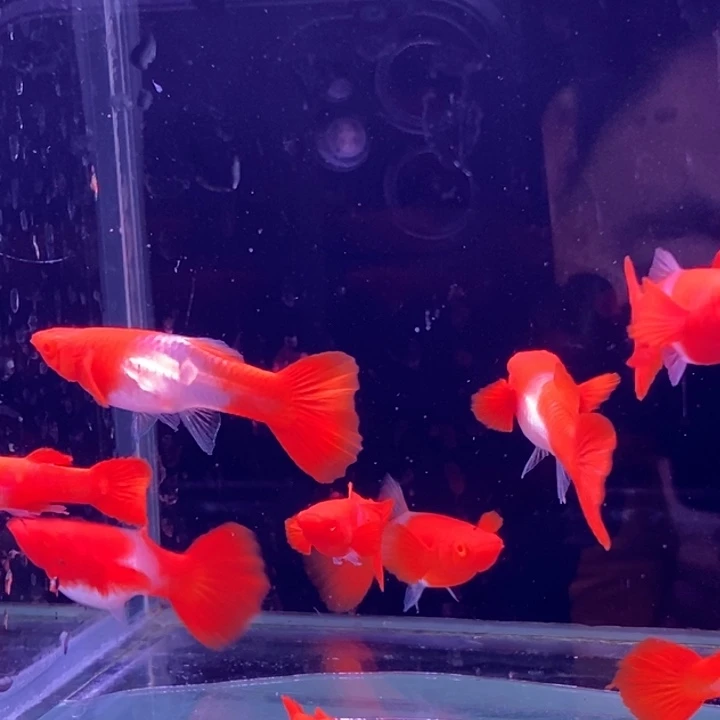 孔雀鱼红分水10条包邮