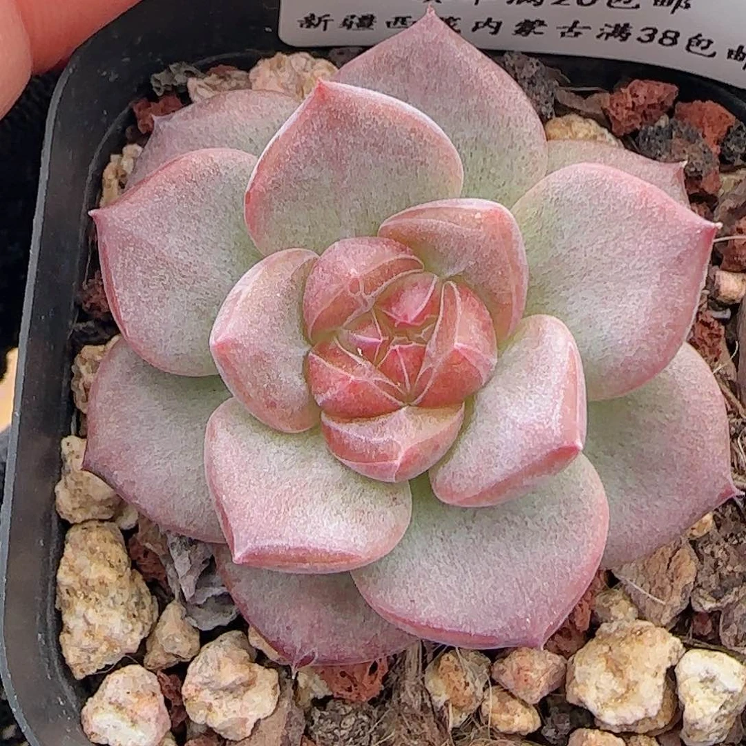 0620-204琥珀天使珍妮