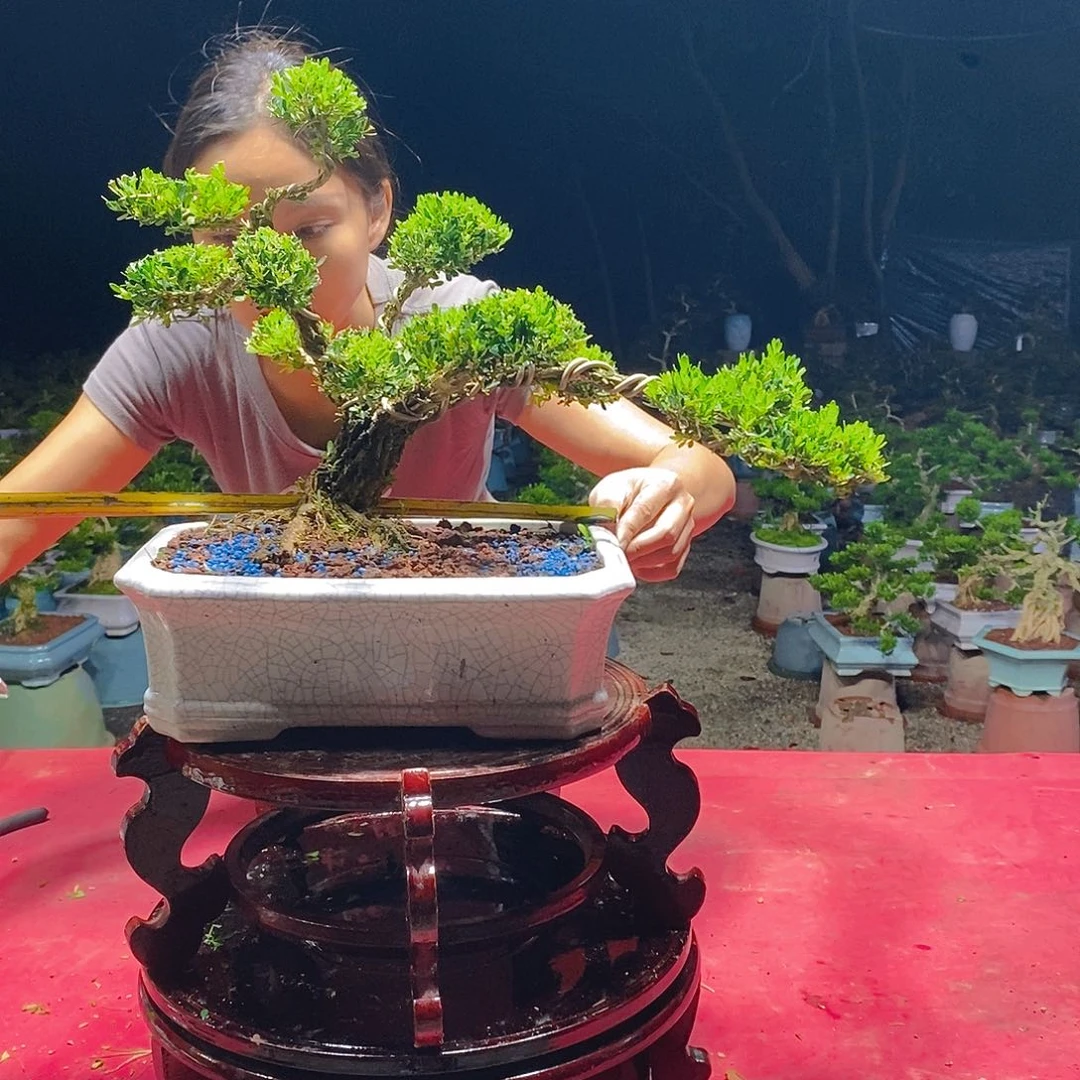 无花朵广东雀舌黄杨盆景