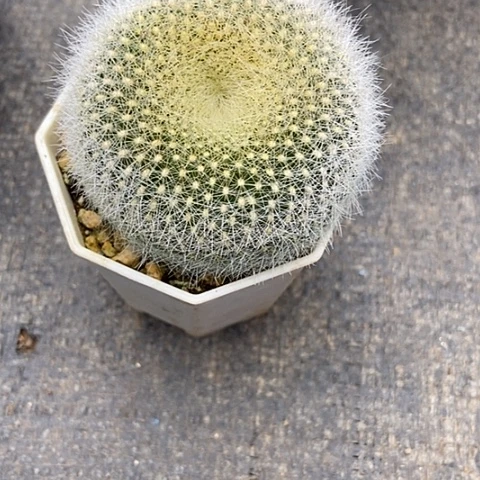 馨**贝开花仙人掌无名一株