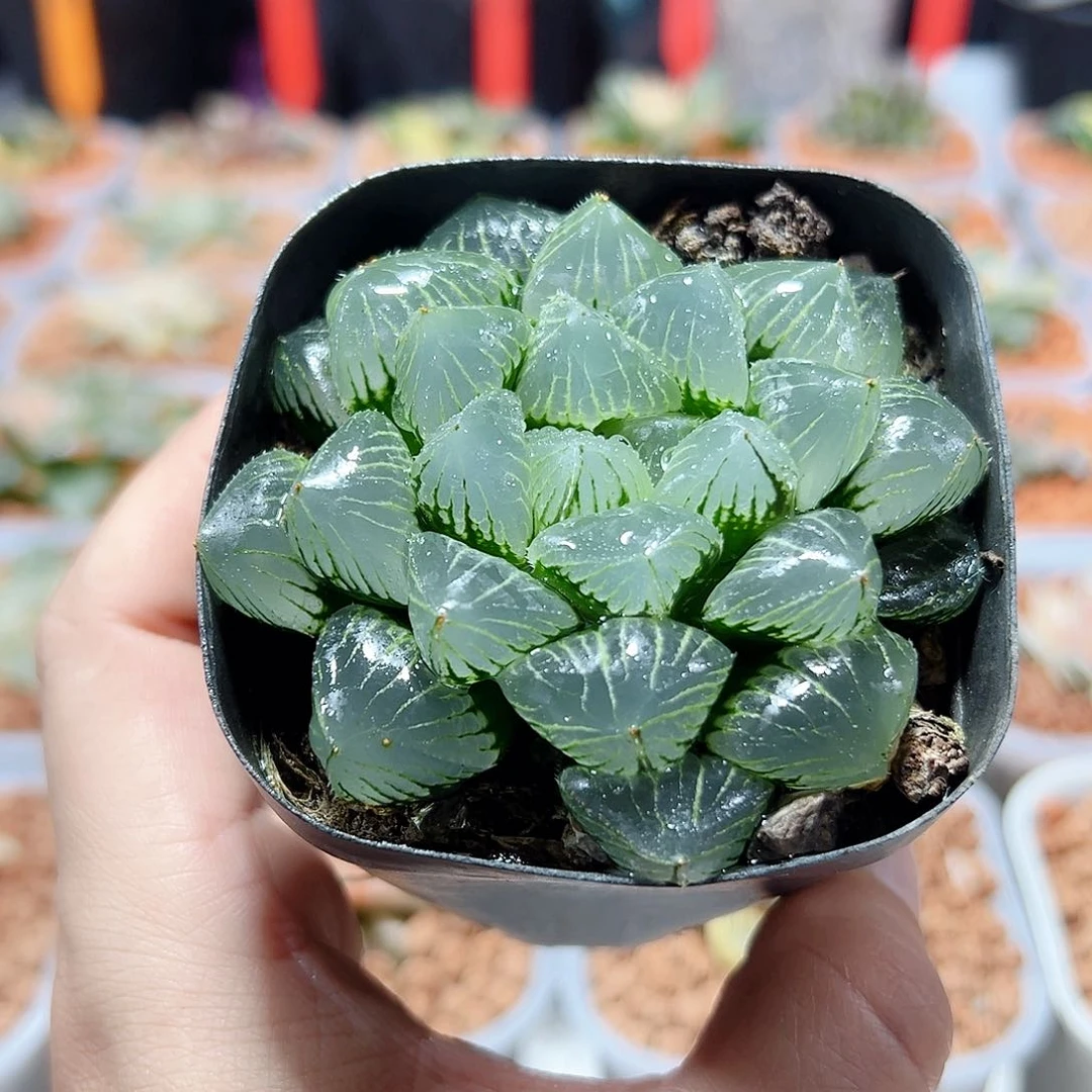 十二卷多肉糯玉露