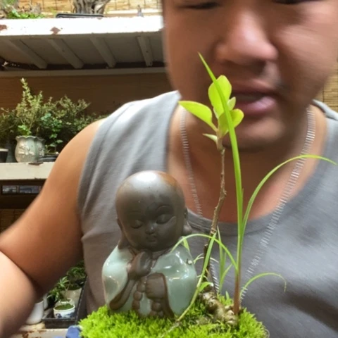 红陶一物一拍所见即所得166