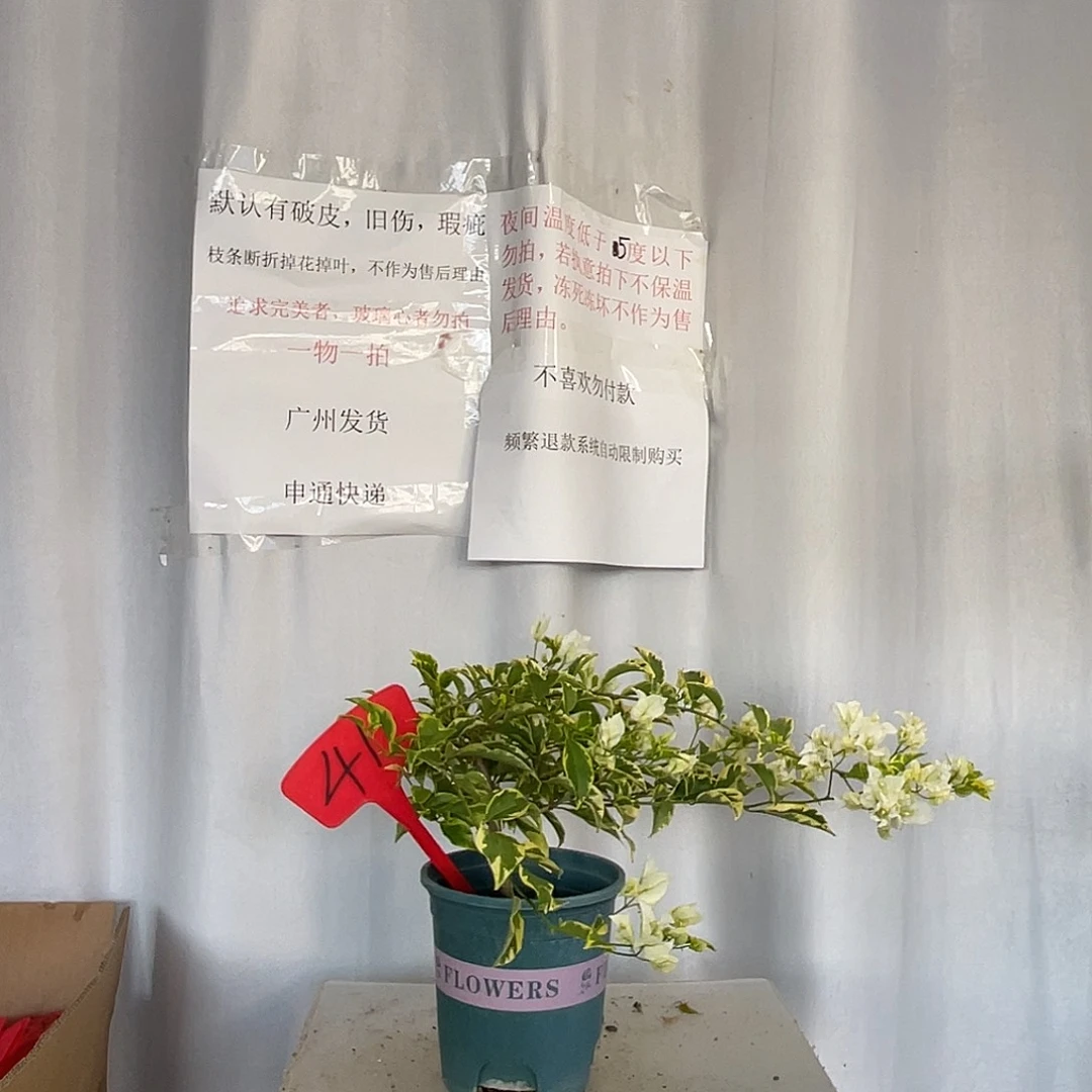 当前无花栽培后可以开花41金边白雪盆苗