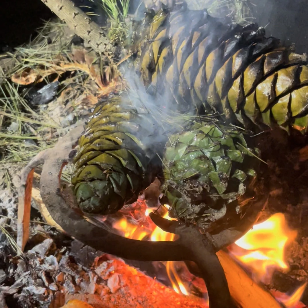 （送夹子柴火烧熟松子）2025年云南火烧松子华山松柴火烧熟的