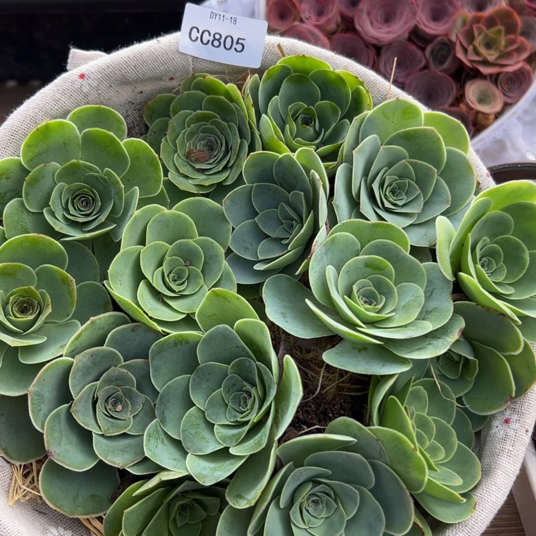 陈陈805山地玫瑰混