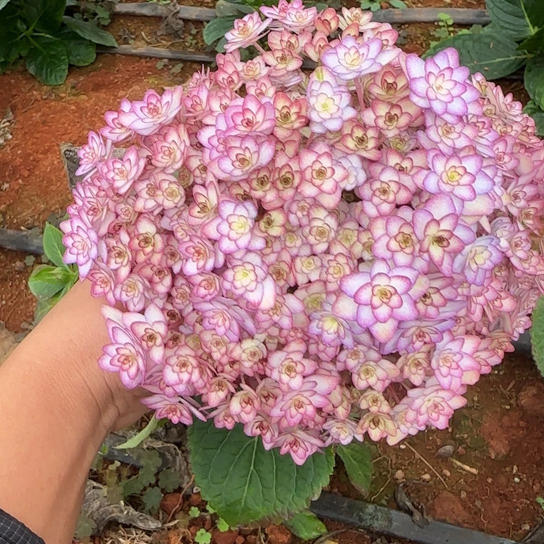 绣球切花一物一拍3枝起包邮，23