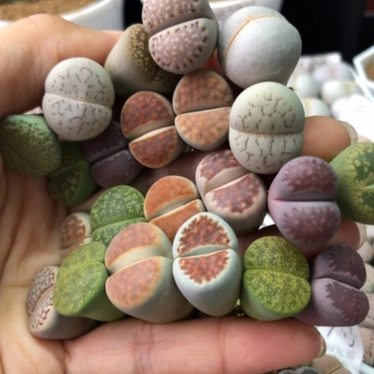 8805，22棵特价彩色1.6-2厘米