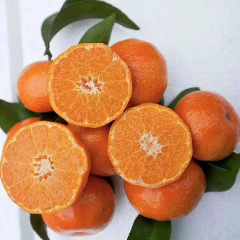 正宗应季广西桂林精品沙糖桔只做精品薄皮新鲜香甜多汁果园直发