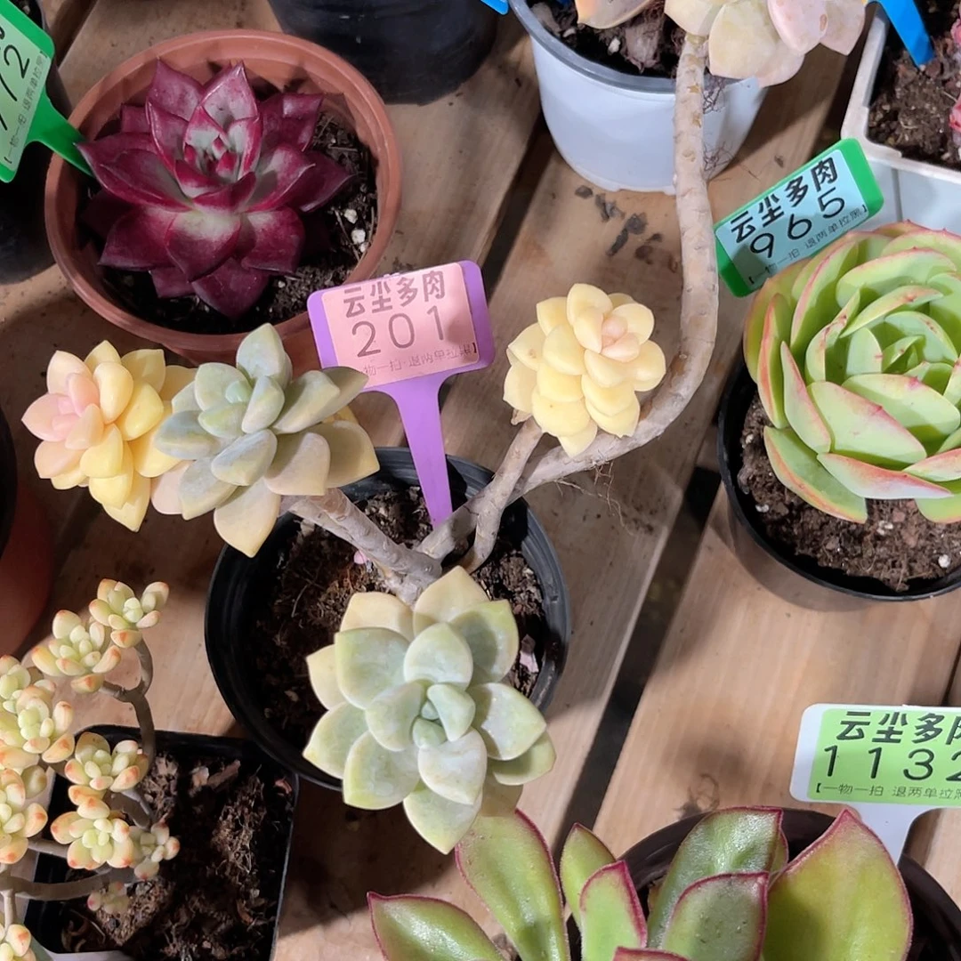 七***。云尘多肉一物一拍201